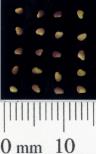 column SEED