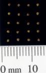 column SEED