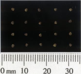 column SEED