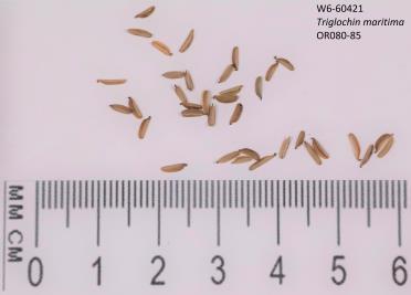 column SEED