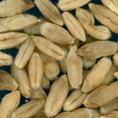 Click for 1 image(s) for this accession. KERNELS