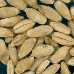 Click for 1 image(s) for this accession. KERNELS