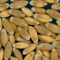 Click for 2 image(s) for this accession. KERNELS