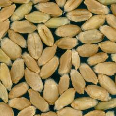 Kernels