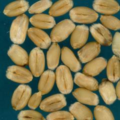 Kernels