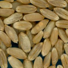 KERNELS