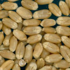 KERNELS