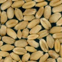 Kernels
