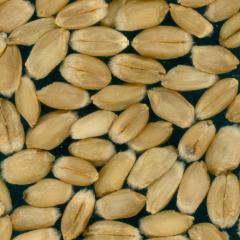 Kernels
