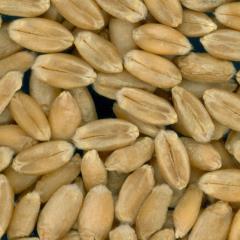 Click for 2 image(s) for this accession. KERNELS