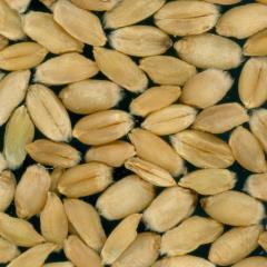 Kernels