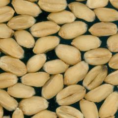 Kernels