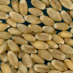KERNELS