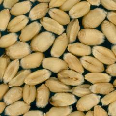 Kernels