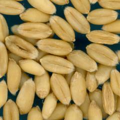 KERNELS