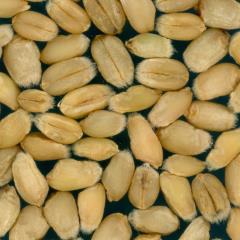 Kernels