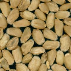 Kernels