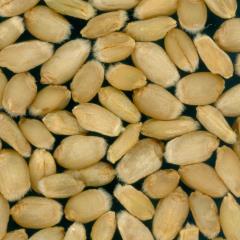 Kernels