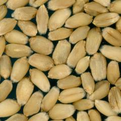 Kernels