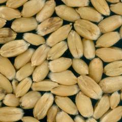 Kernels
