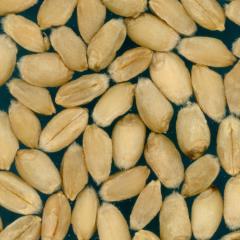 Kernels