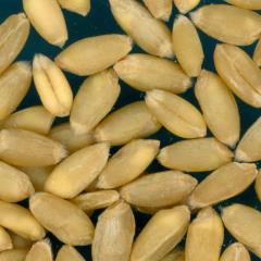 KERNELS