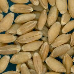 KERNELS