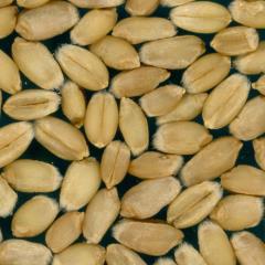 Kernels