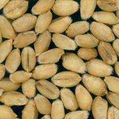 Kernels