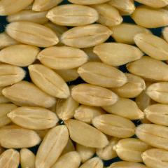 KERNELS