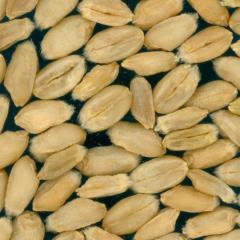 Kernels