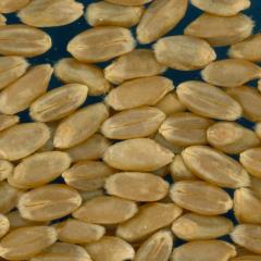 Click for 4 image(s) for this accession. KERNELS