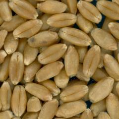 KERNELS