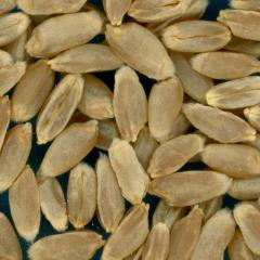KERNELS
