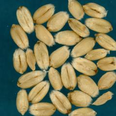 Kernels