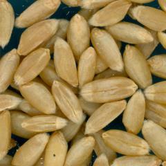 KERNELS