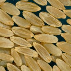 Click for 2 image(s) for this accession. KERNELS