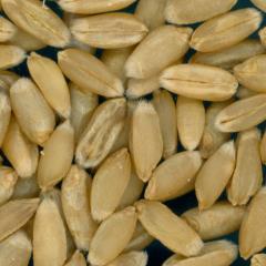 Click for 2 image(s) for this accession. KERNELS