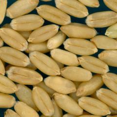 KERNELS