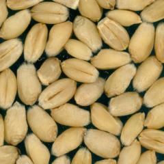Kernels