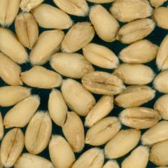 Kernels