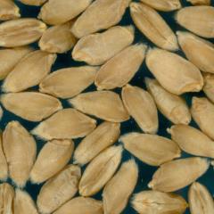 Click for 1 image(s) for this accession. KERNELS