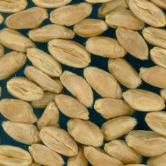 KERNELS