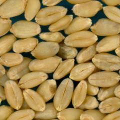 Click for 2 image(s) for this accession. KERNELS
