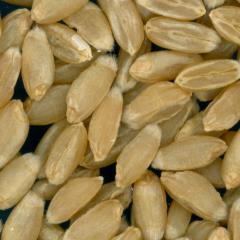 Click for 2 image(s) for this accession. KERNELS