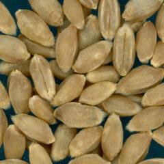 KERNELS