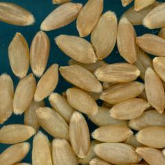 KERNELS