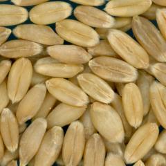 KERNELS