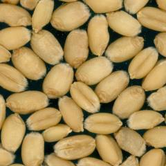 Kernels