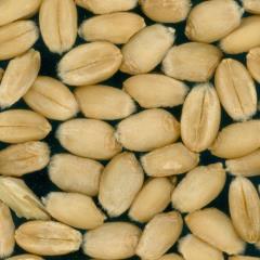 Kernels